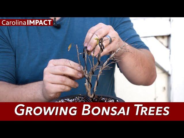 Growing Bonsai Trees | Carolina Impact