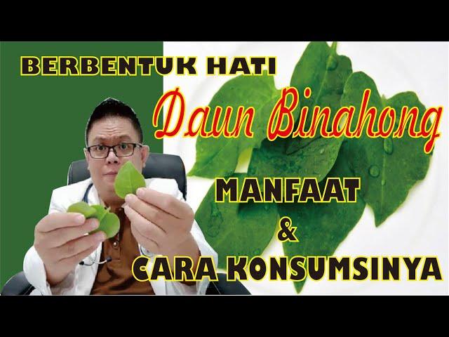 MANFAAT DAUN BINAHONG UNTUK KESEHATAN DAN CARA PENGOLAHANNYA