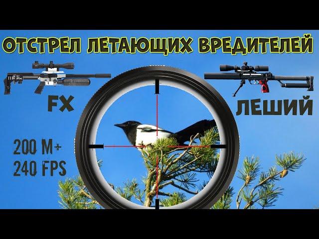 Охота на Сорок и Ворон. FX Impact M3 + Леший 2. Crow Hunting 2022. Кроухантинг. Jack Hunter.