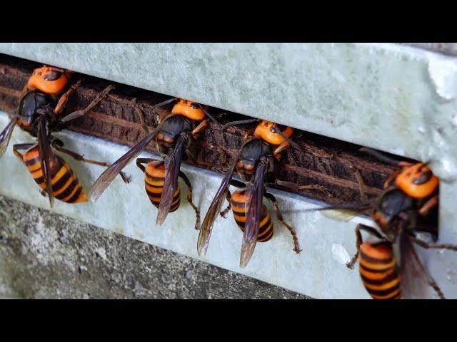 Why are giant hornets poking their heads into this beehive?