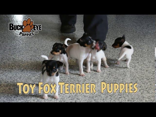 Toy Fox Terrier Puppies