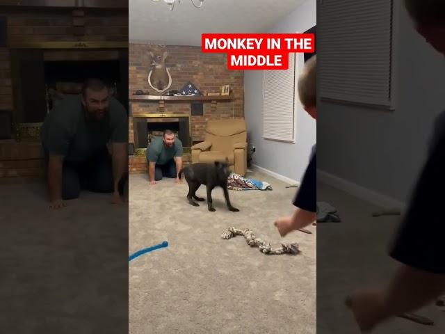 #koba #canecorso #playtime #funny #funnyvideo #funnyvideos #funnyshorts #puppy #shorts #short #dog