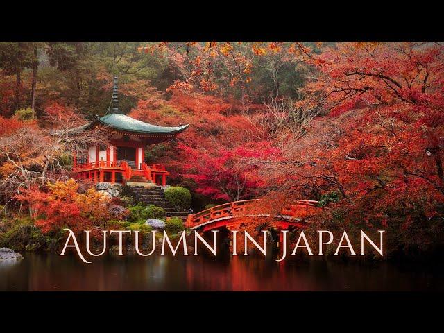 Misty Autumnal Day in Japan Ambience and Music | calm ambient music and sounds of forest and water