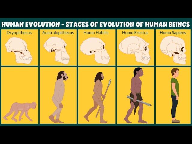 Human Evolution Video - Stages of Evolution of Human Beings - Learning Junction