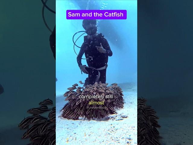Sam and the Catfish #catfish   #mobilephone #Xiaomi14TPro #seafrogphonehousing #asafeevideolight