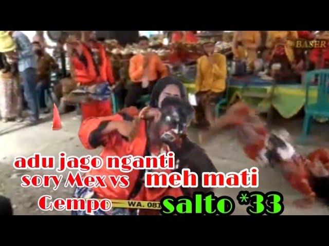 Rebab Sawung sory Mex vs Gempo Pudji Laras BASSIR SHOTING