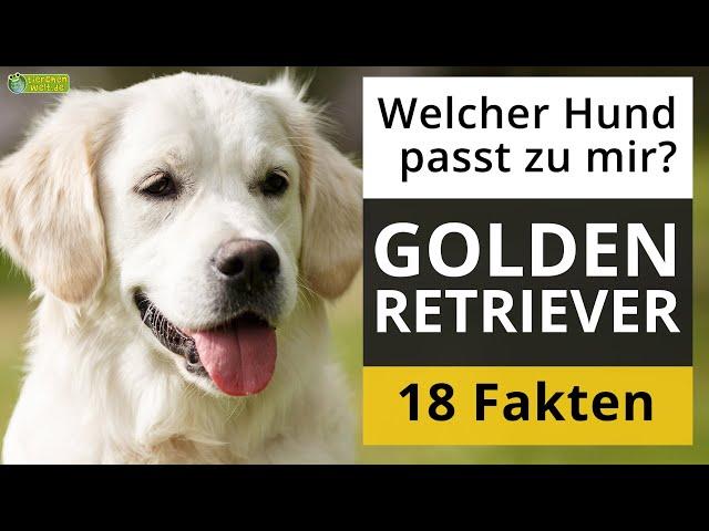 Ist ein Golden Retriever der richtige Hund für mich? 18 Fakten über Golden Retriever!