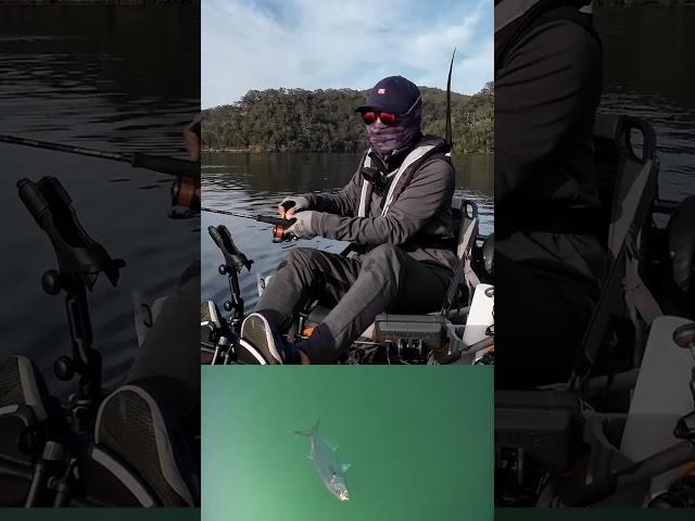 Fishing Tailor - Underwater footage #kayak #canfish #underwatercamera #hobie #fishing