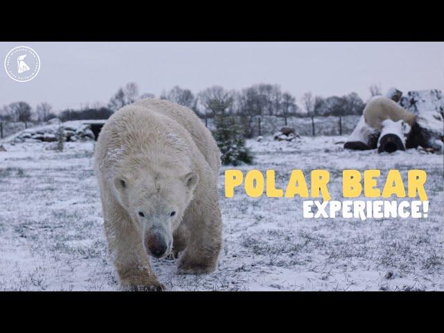 Polar Bear Experience