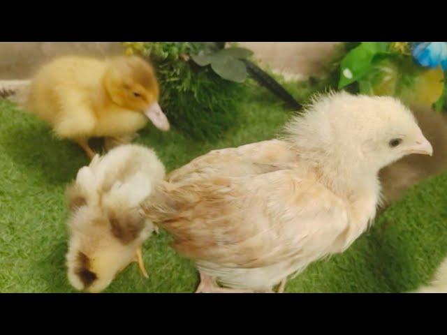 Small adorable baby duck - Rainbow cute chicks - Razi Ali Vlogs