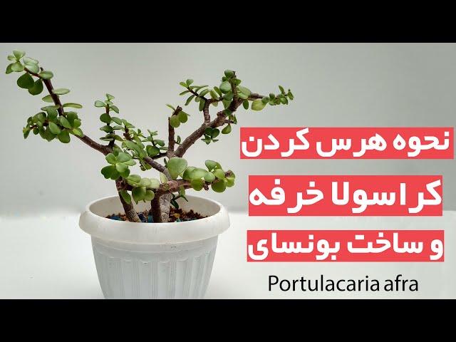 نحوه هرس کردن کراسولا خرفه و بونسای - dwarf jade