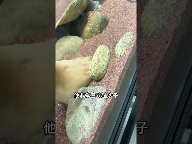 我们的黄金鳖，小命儿差点没了...