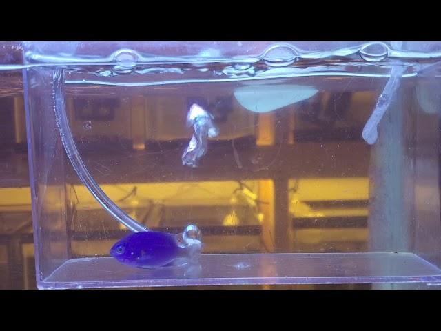 Freshwater Dipping A Saltwater Fish - In Real Time - Adding A New Fish 