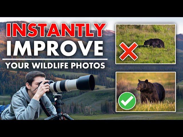 5 Tips to Make your Wildlife Photography INSTANTLY Better