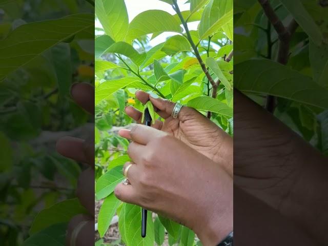 Hand pollinate Sweetsop/Sugar apple to maximize fruit production