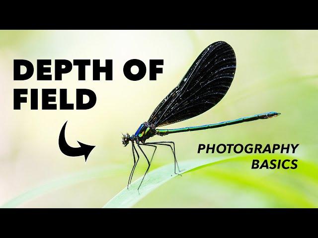 How to Use Depth of Field in Photography - Explained