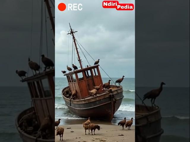 Goats Take Over Abandoned Merchant Ship! #mountaingoat #ibex