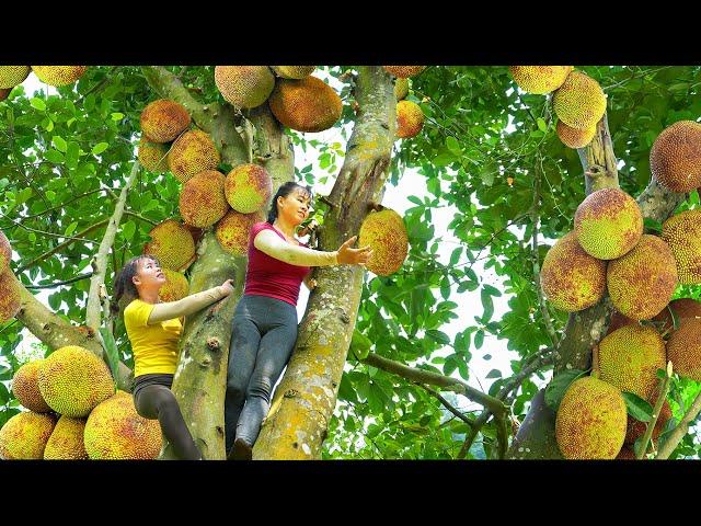 Harvesting Jackfruit Trees With Lots Of Fruit Goes To The Market Sell - Take Care Animals