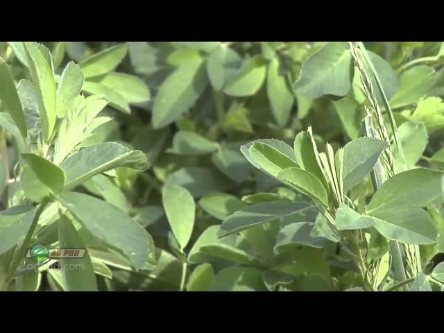 Making Your Alfalfa Better #791 (Air Date 6/2/13)