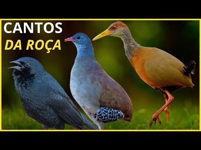 40 Cantos De Aves Que "TRAZEM RECORDAÇÕES e SAUDADES" Da ROÇA!