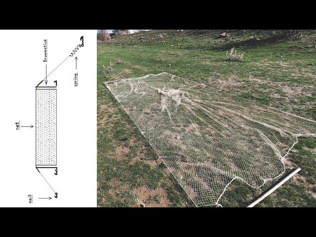 How to set a ground net trap to catch birds / semi  - automatic