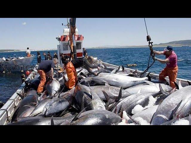 Amazing Commercial Fishing Net Catch Giant Tuna - Net Fishing Tuna Catch Hundreds Tons Tuna on Boat