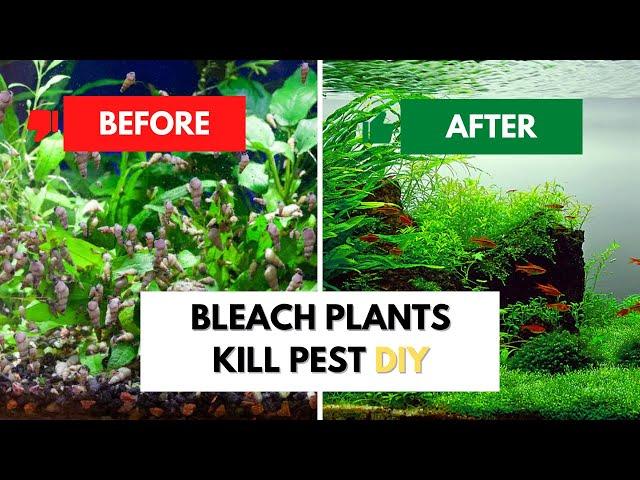 Bleach Your Aquarium Plants Safely: Kill Pests & Keep Plants Healthy (Beginner's Guide)