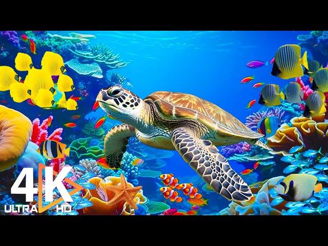 Ocean 4K - Sea Animals for Relaxation, Beautiful Coral Reef Fish in Aquarium (4K Video Ultra HD) #31