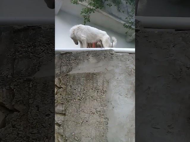 White Stray dog on the terrace | Mountain Village -Nature Buddies #ytshorts #viralvideo #viralshorts