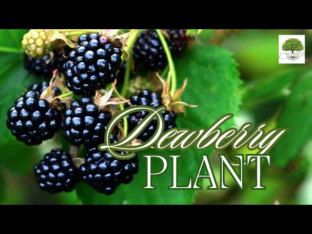 Dewberry Plant - TN Nursery