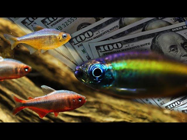 Swimming in Luxury: 7 Rare and Expensive Tetra Fish Species