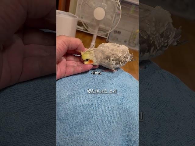 토리의 애교‍️‍️