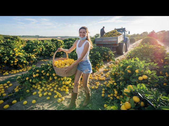 From Orchard to Industry |  Factory Sorting and Lemon Product-Making Process