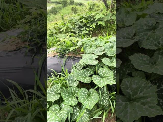 호박 칡 승자는 누구일까요
