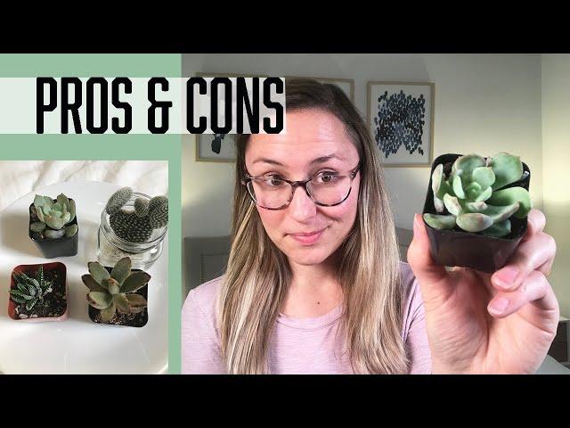 Succulents Box Review