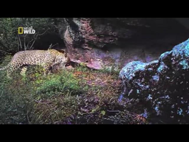 Leopards in Talysh Mountains, Azerbaijan