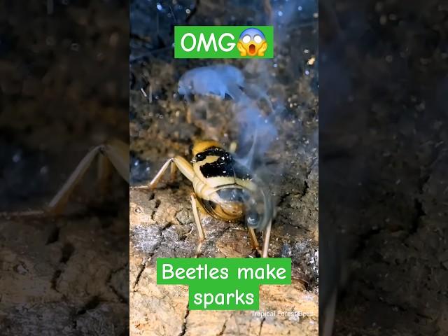 Beetles Make Fire From Their Butts - Black Ants Catch the Wrong Prey #bombardier #ants