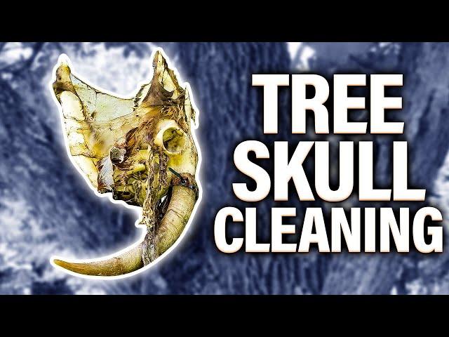 Cleaning a SKULL in a TREE!