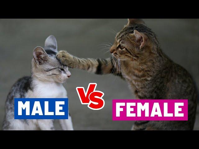 The CRUCIAL Differences Between MALE & FEMALE Cats