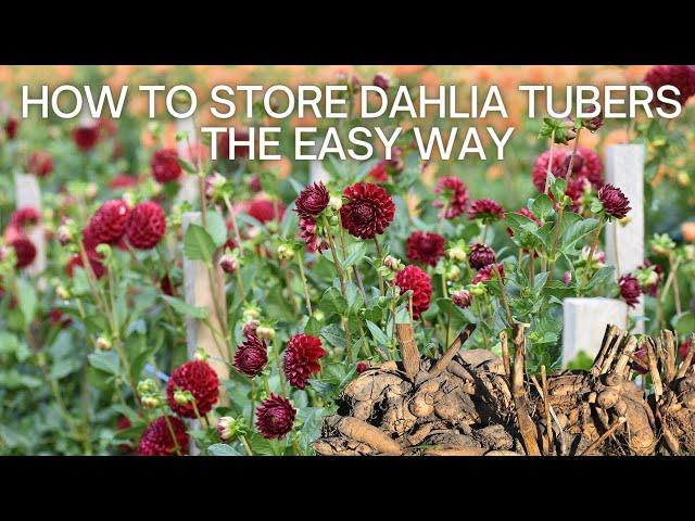 Storing Dahlia Tubers the EASY WAY / How to Dig and Store Dahlia Tubers "Dirty" / Dahlia Flower Care