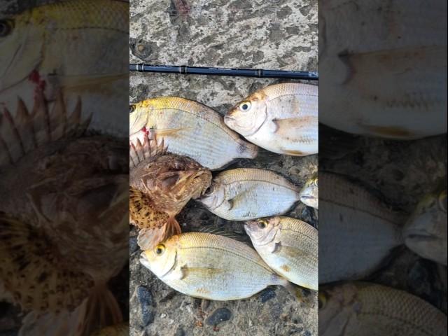 Рыбалка в Сочи летом, рыбалка на чёрном море на спиннинг с берега. Ловим скорпену и ласкиря, карась