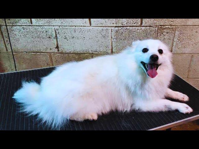 Grooming a Japanese Spitz - Haircut Transformation  |  Pet Grooming TV
