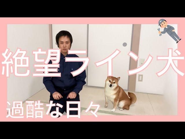 【柴犬】絶望ライン犬登場【犬】