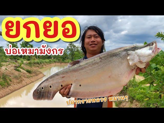 ยกยอ บ่อเหมามังกร ►Fishing lifestyle Ep.771