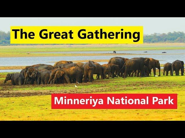 Minneriya National Park  | Sri Lanka | The Great Gathering