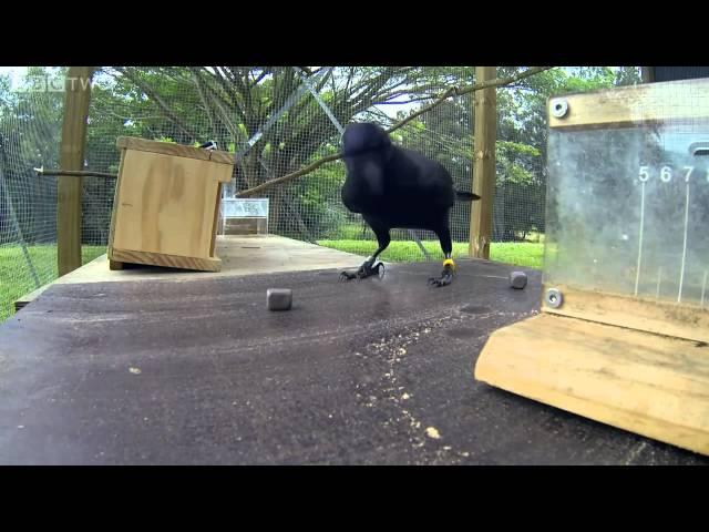 Smartest Bird (the intelligent raven solves the puzzle)