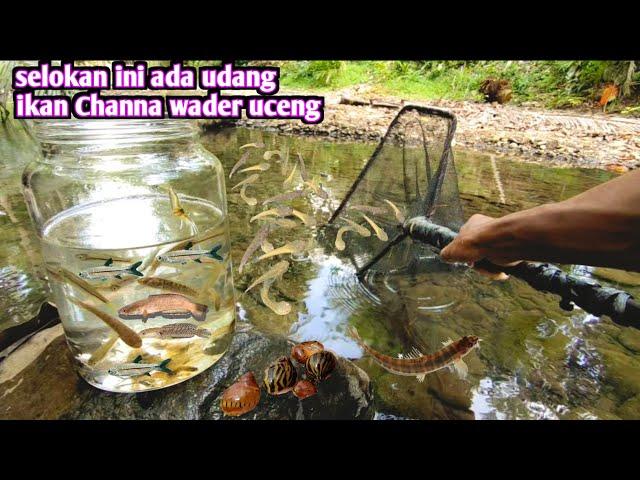 SELOKAN DIBAWAH GUNUNG INI MENGANDUNG UDANG IKAN CHANNA WADER UCENG GUPPY LIAR