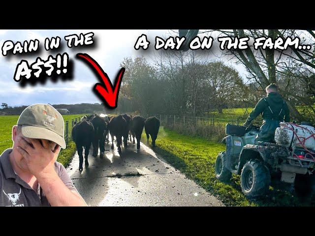 THE BULL'S GONE BAD!!!... I FALL OUT WITH SOME COWS!!