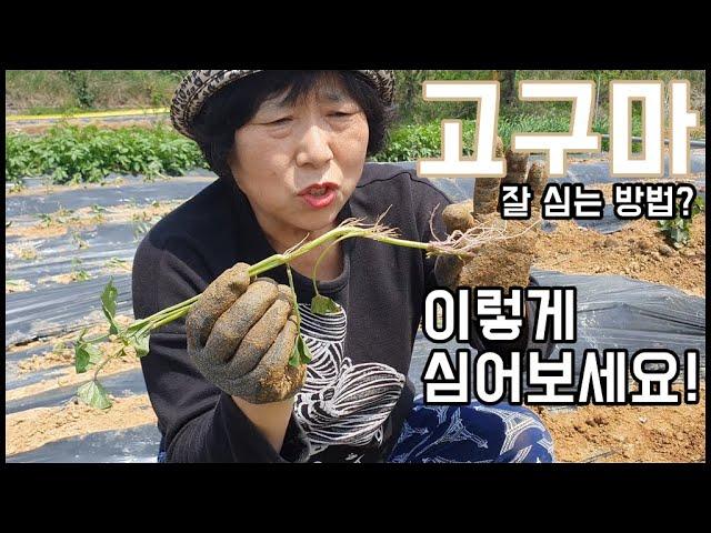 고구마 수확량 늘리는 심는방법? 이렇게 심어보세요! - 주말농장 [일꾼TV]