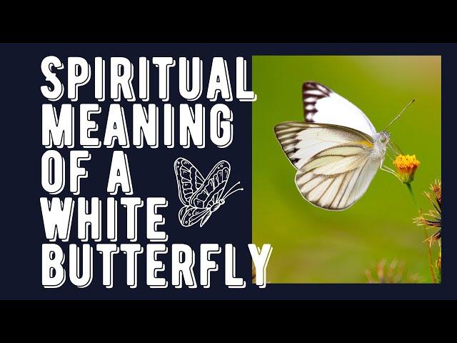 Spiritual Meaning of a White Butterfly.The Spiritual Meaning of a White Butterfly .New Video 2023